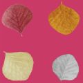 INGENU 2034 81 : Framboise 81