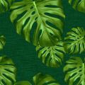 MONSTERA 2098 24 : Vert 24